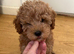 One girl f1b cavapoo