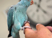 Hand tame baby ring necks