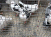 Galati pigeons