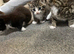 Beautiful kitties!
