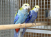 Rosella