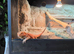 Red/Orange. Bearded Dragon