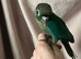 Green Cheek Conures