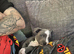 Beautiful blue staffy puppy