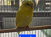 Budgies available