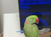 Alexandrine parrot male