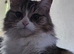 Beautiful mixed tabby female cat