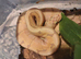 Royal python babies for sale cb26