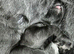 Miniature schnauzer k c reg