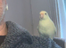 Two hand raised Kakarikis