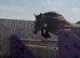 Lovely stocky irish filly 3yrs