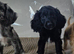 Cocker spaniel pups
