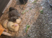 Indian runner ducks