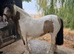 Young ridden mare