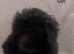 Adorable cockapoo puppies for sale
