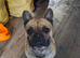 French bulldog