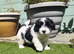 Stunning Lhasapoo Puppies Ready Next Week!