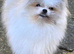 Tiny Pomeranian x