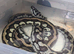 Female Jungle Carpet Python