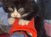 Fluffy ragdoll cross kitten
