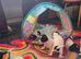 Pups for sale born 30/05/2026