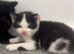 3 kittens looking for loving homes
