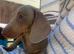 Beautiful miniature dachshund