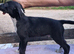 Well bred beautiful lurcher puppies