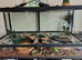 Bull snake and tank
