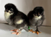 Chicks  Weekend Offer 1 free chick