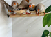 Male & female birds aviary bred 2026