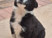 Border collie puppies