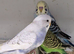 Breathtakingly Stunning Baby Budgies!!!