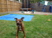 Staffordshire bull terrier x presa canarro