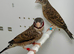 Beautiful pairs of Cut-throat finches for sale