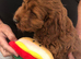 Beautiful cockerpoo puppies for sale