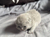 Reduced bsh boy 450