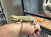 Bearded Dragons Various Morphs
