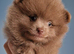 Teddy bear pomeranians puppies