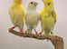 Canaries available