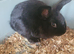 BLACK bunny needing a home