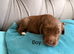 Cockapoo puppies F1
