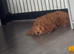 Cavapoo