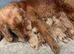 Cocker spaniels