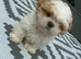 5 month old male malshi