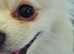 Pomeranian Stud