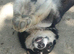 Rescued mix breed, 3 years old,loving