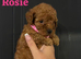 Beautiful 4th generation Red Minature Poodle Pups
