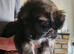 German shepard