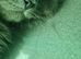 British LongHair Male